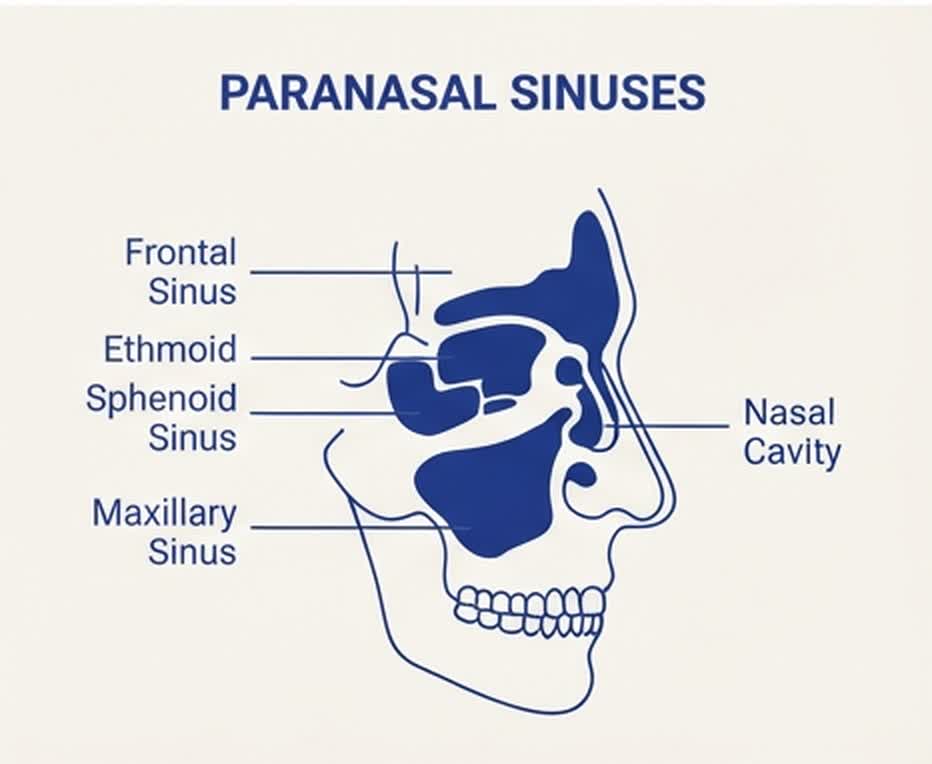 Diagram of the paranasal sinuses — frontal, ethmoid, sphenoid and maxillary